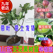包邮 青皮紫果波姬红红心南方北方种庭院植物 盆栽地栽无花果树苗