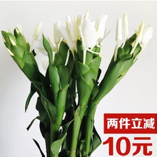 包邮 广州花市直送10支本地花卉野生姜花鲜花切花白蝴蝶花家居省内
