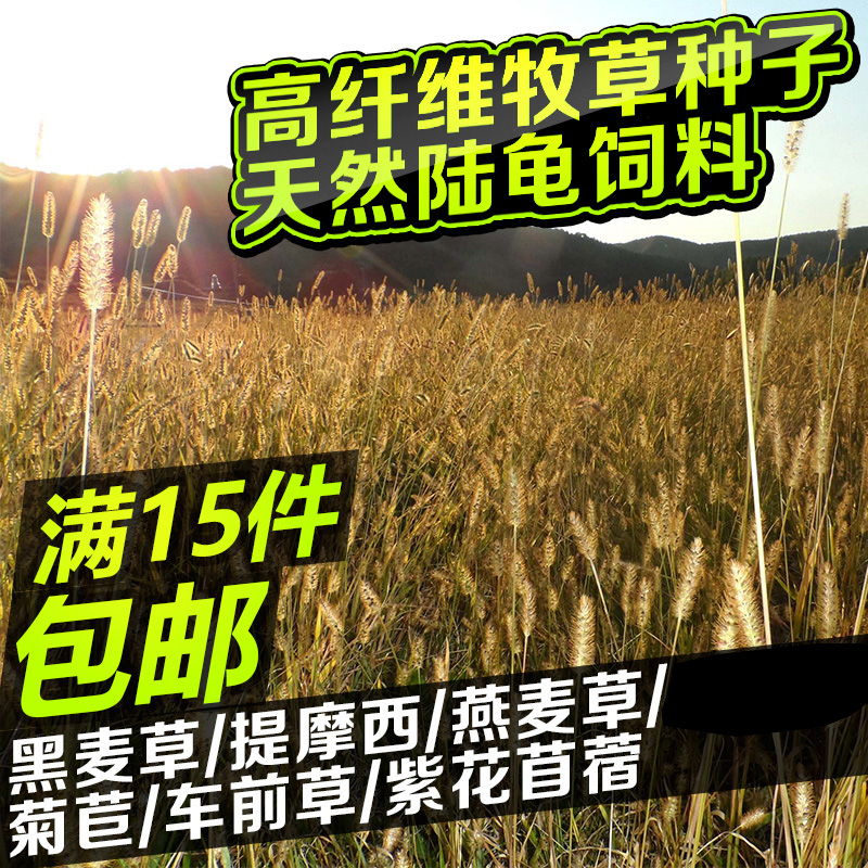 高纤维天然陆龟饲料牧草种金钱草黑麦燕麦苜蓿提摩西菊苣车前草