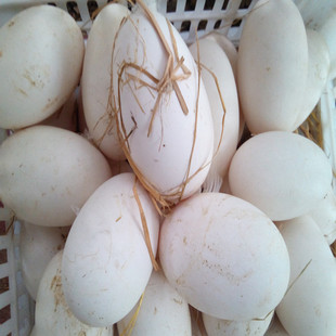 农家散养新鲜双黄鹅蛋 新鹅处子蛋 草鹅蛋.土鹅蛋