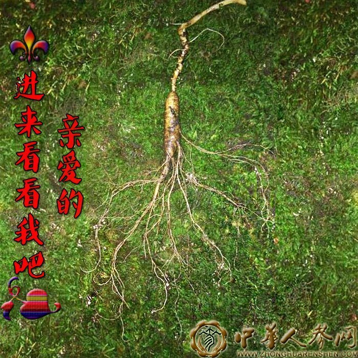鲜人参 新鲜长白山人参 东北人参礼盒 特级带土野山参林下参 包退