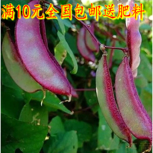 盆栽蔬菜种子春季菜籽茶豆红边扁豆种子眉豆