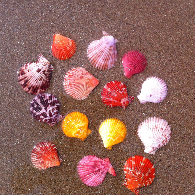 五彩贝壳片 天然海螺贝壳鱼缸布景海洋主题装饰品店面装饰diy制作