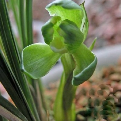 兰花春兰素心 江南雪 带花苞 特价花卉绿植盆栽带花苞 祥达兰花园