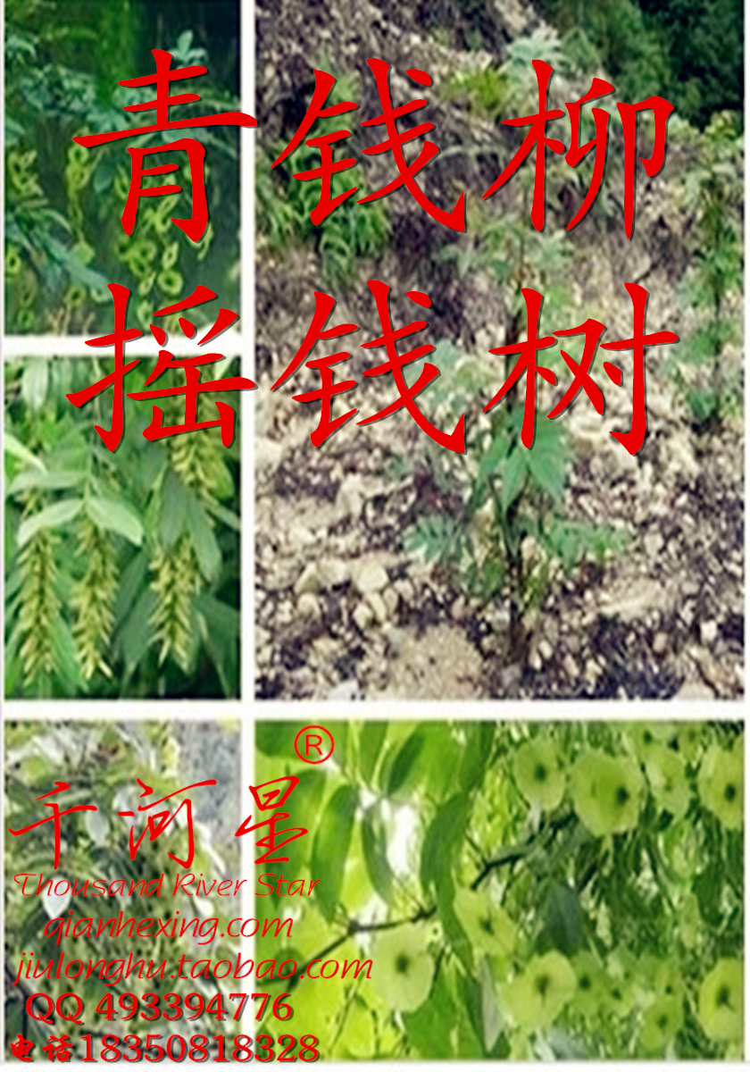青钱柳树苗 降糖神茶叶糖尿摇钱树长寿中草药材木福建三明种子