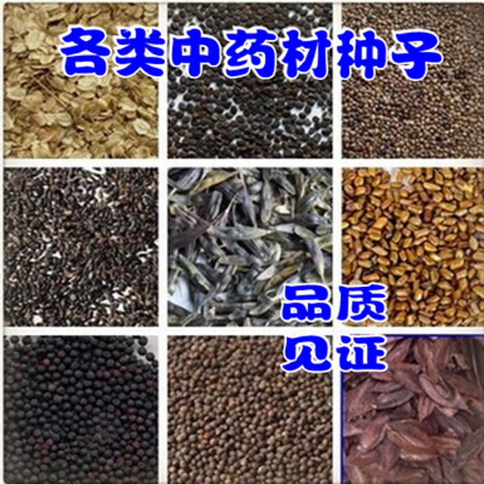 当年中药材种子白芷 紫苏 桔梗丹参苍术重楼党参柴胡白术辣木种子