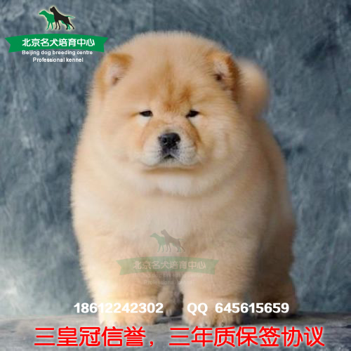 出售宠物狗女生都喜欢纯种松狮幼犬热销狗狗透明内衣女生初中图片