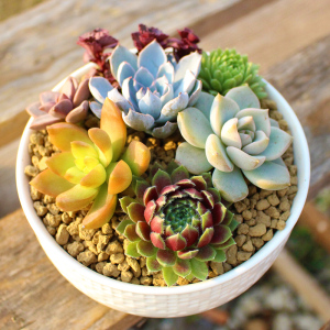 多肉植物组合盆栽