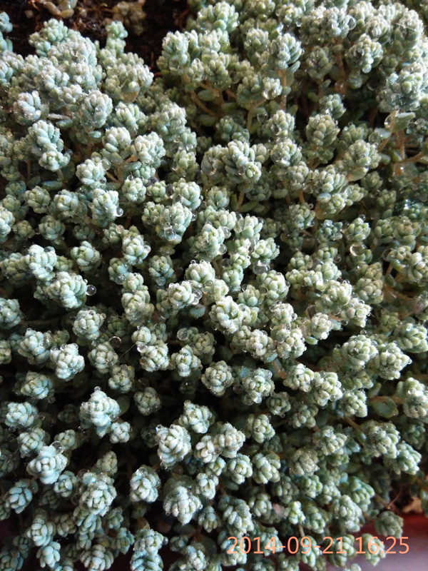 正品[美人鱼鞋1050618]美人鱼鞋评测 亲吻美人