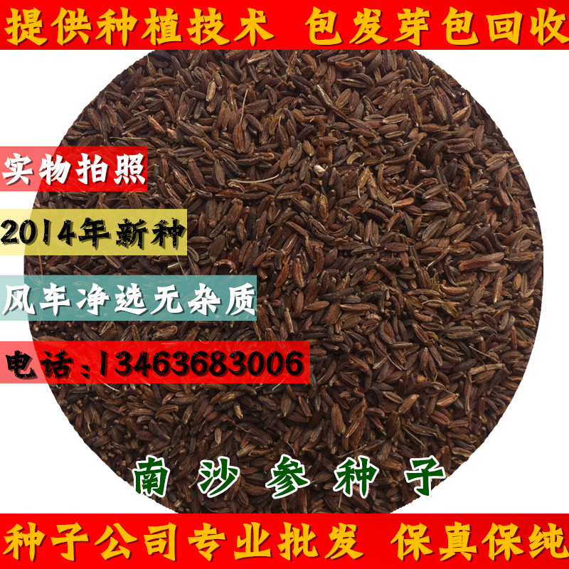 中药材种子专业批发 优质南沙参种子2016年纯新南沙参籽35元/斤