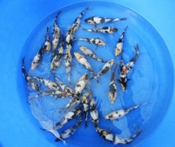 芳月水世界 冷水世界可爱小红鲫 小金侧 鱼苗 饲