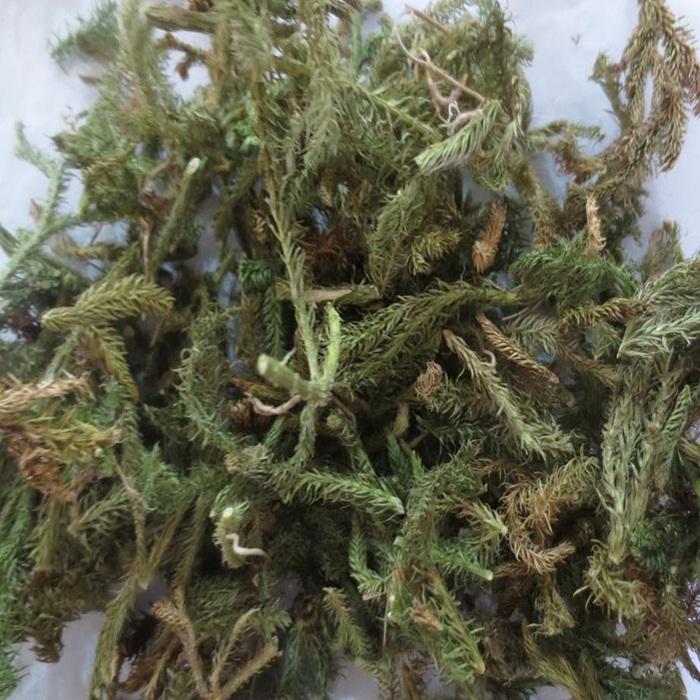 中药材伸筋草石松狮子草天然野生舒筋草大伸筋绿毛伸筋透骨草包邮
