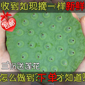 新鲜莲蓬子嫩甜白莲子米当天现摘特产水果莲米生吃农家野生太空莲