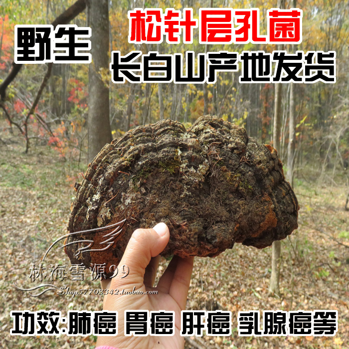 野生松针层孔菌 长白山野生灵芝 松黄灵芝 松木层孔菌 整枝 250克