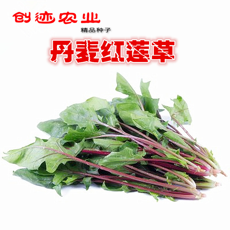 【高端特菜】优质丹麦红莲草种子 救心草 滋补 补血补钙 软化血管