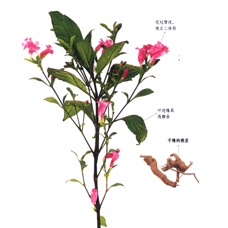 蔬菜种子 板蓝根种子清热解毒 盆栽 阳台种植30粒