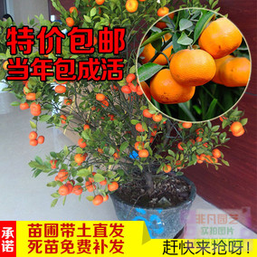 正品[橘子树盆栽]盆栽桔子树怎么养评测 盆栽桔