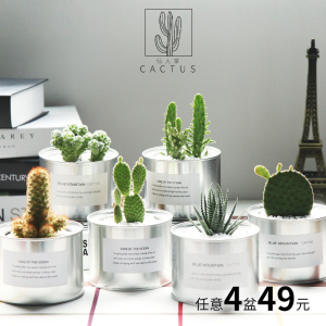 防辐射 仙人掌肉肉植物组合盆栽