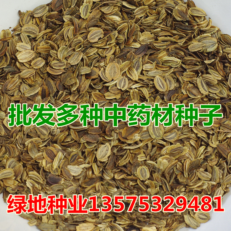 药材种子当归党参杜仲防风柴胡桔梗红花白术板蓝根黄芩黄芪 种子