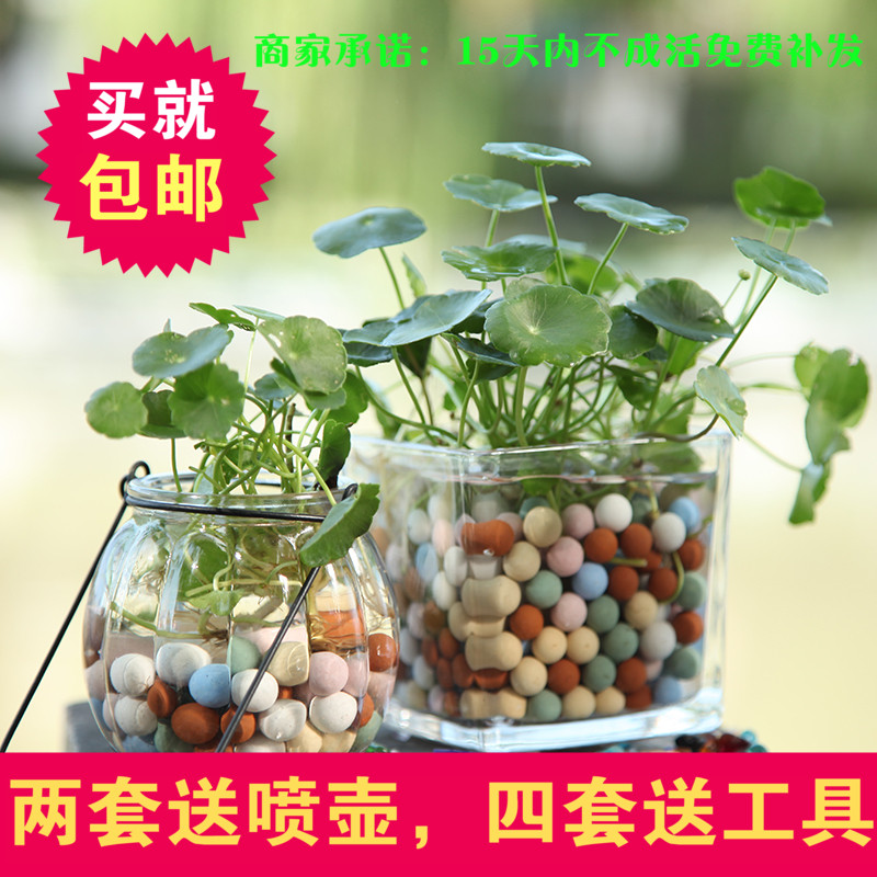 铜钱草花卉水培绿植金钱草套装室内盆栽秋季花卉绿植盆景防辐射
