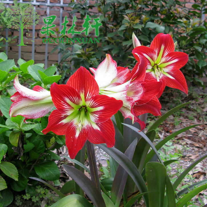 【火焰孔雀】朱顶红球根 红花莲 对子莲 朱顶兰花苗花卉绿植盆栽