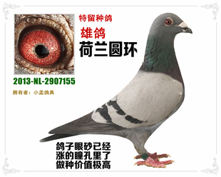 信鸽 血统鸽 成绩鸽 詹森胡本桑杰士电脑克拉克狄尔巴林波尔凡龙