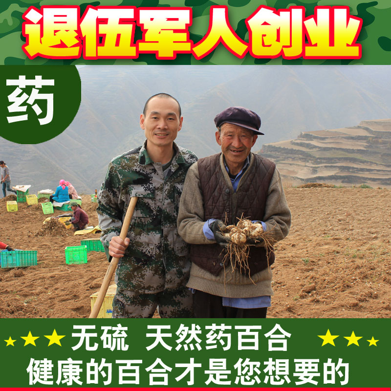 兰州特级无硫磺百合干新鲜功效药百合农家干货250克退伍军人创业