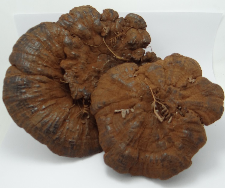 黑灵芝 贵州深山野生 整枝灵芝 正品100g 老年补品  可制灵芝片粉