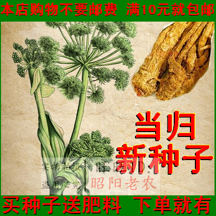 今年新种欧当归种子射干种子板蓝根种子丹参人参种子高产药材种子