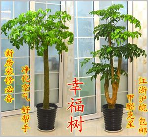 室内大型客厅办公绿植花卉盆栽观叶植物幸福树平安树吸甲醛防雾霾