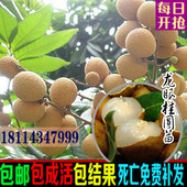 南北方种植当年结果盆栽地栽石峡桂圆果树苗 四季龙眼树苗嫁接苗