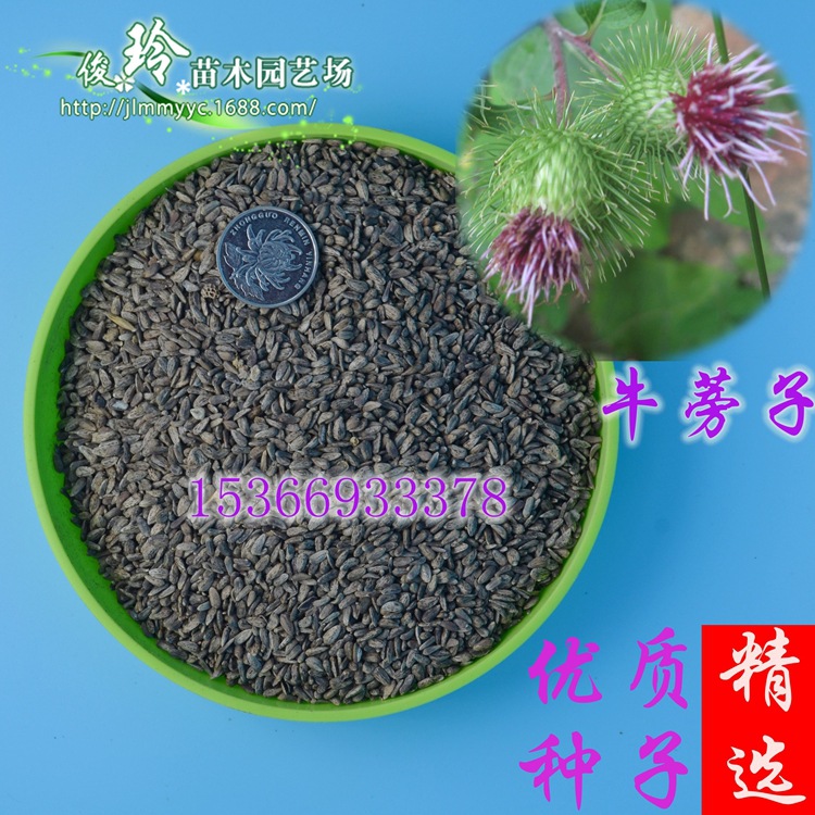出售2016年新种子牛蒡子种子治糖尿病肾病药材种子风热大力子包邮