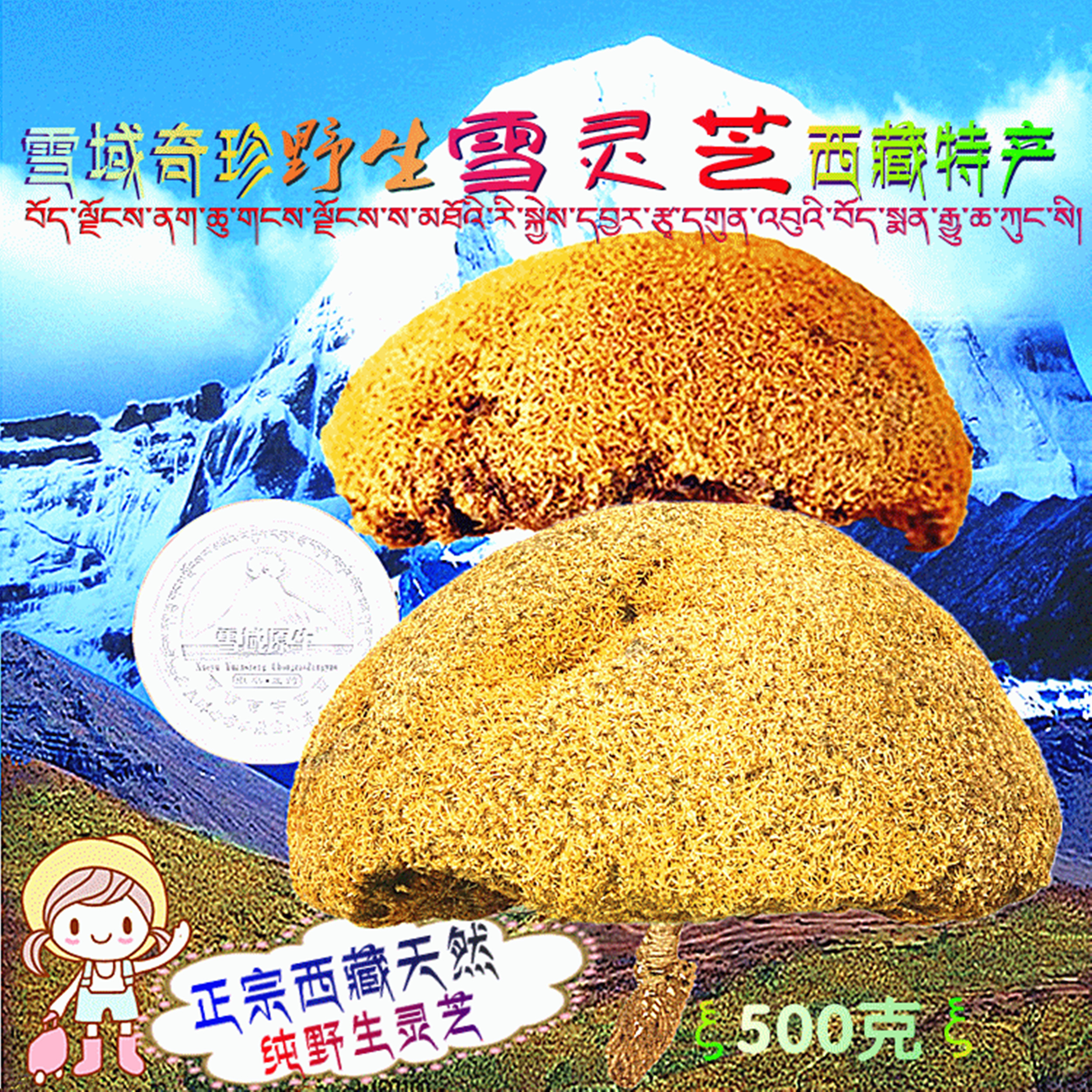 雪灵芝 西藏特产野生 纯天然雪灵芝 肺部保健防雾霾首选