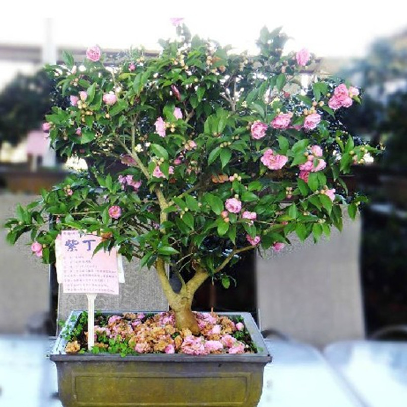 四季丁香花苗 庭院/盆栽植物 丁香花树苗 320天循环开花 香飘十里