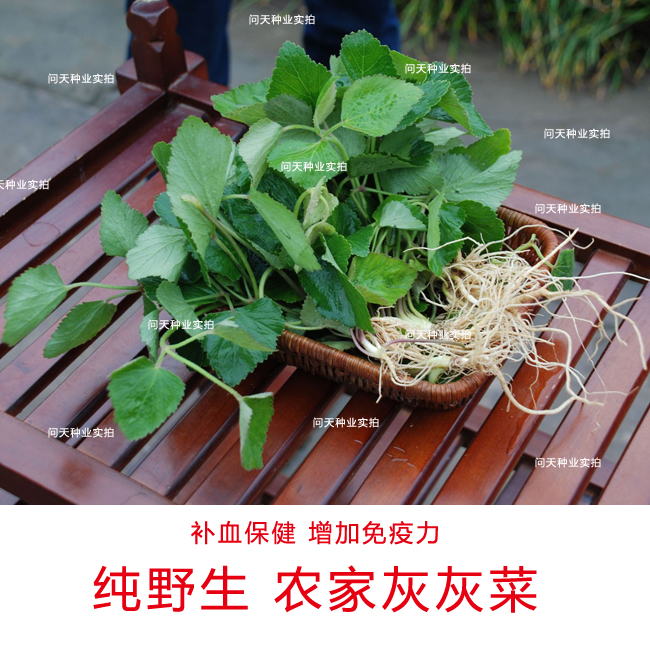 问天种业自产 农家灰灰菜种子 纯野生补血补钙 全国可种 蔬菜种子