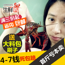 死了包赔 2斤起拍 十三香小龙虾 7钱 江苏盱眙鲜活小龙虾