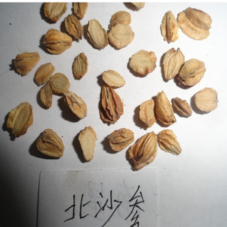 北沙参种子 中药材种子 海沙 三叶辽沙参 中草药籽 南沙参易种