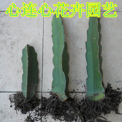 霸王花苗 剑花 假昙花 仙人科多肉火龙果苗量天尺 蟹爪兰嫁接砧木