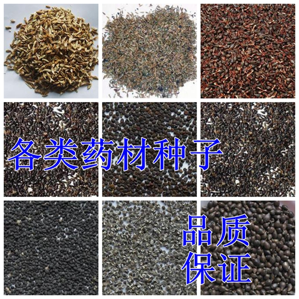 中药材板蓝根党参杜仲柴胡决明子红花桔梗黄芪柴胡白芷
