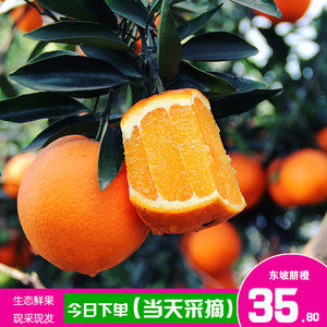 【麦丽旗舰店】【当天采摘】眉山东坡脐橙甜桔