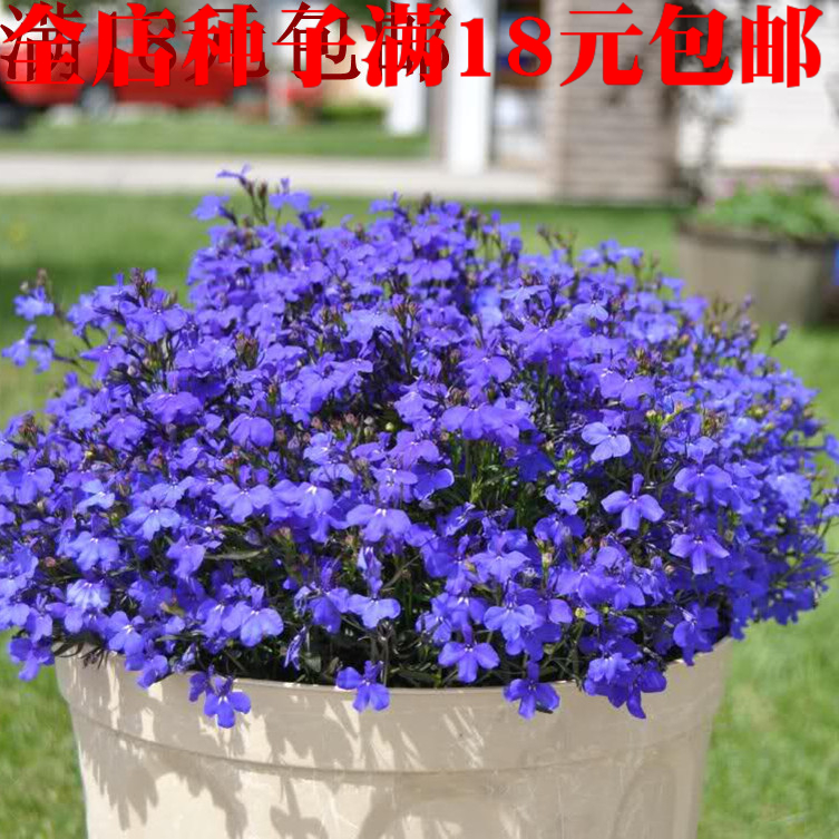 满16元包邮 六倍利种子 垂吊半边莲 翠蝶花蓝色 阳台吊兰花种子籽