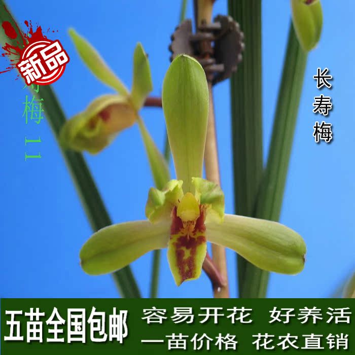 蕙兰 长寿梅 带花苞兰花苗 兰草浓香铭品 阳台窗台客厅绿植盆