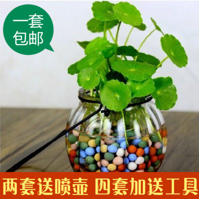 包邮水培植物铜钱草办公室桌面盆栽金钱草花卉室内水养绿植包成活
