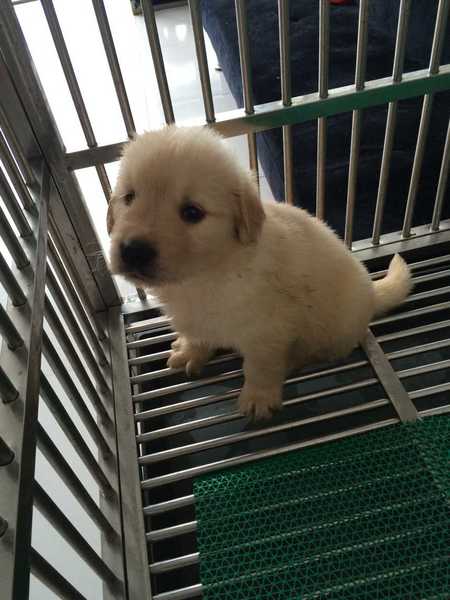 热销狗狗 常州湖塘家养宠物纯种金毛巡回幼犬