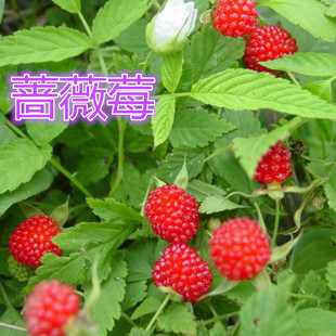 蔷薇莓/野草莓苗/地莓/白花三月泡空心泡覆盆子/阳台盆栽庭院果树