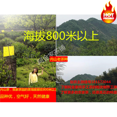 2016年新茶春茶 雨前特级六安瓜片半斤礼盒装 纯手工绿茶农家直销