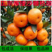 果树苗正宗四会沙糖橘苗橘子树苗无核砂糖桔金桔苗盆栽地栽苗果树