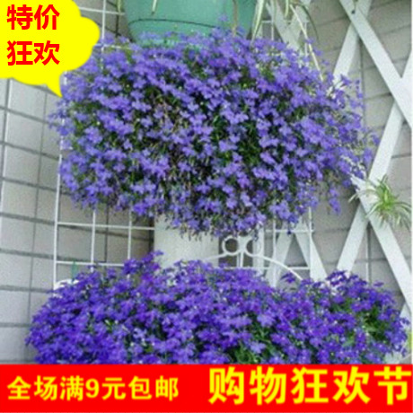 翠蝶花春季花种子六倍利夏季种花卉四季易种易活花籽半边莲夏天种