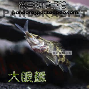 大眼鳜国产虎鱼食肉鱼生猛鱼原生鱼观赏冷水鱼