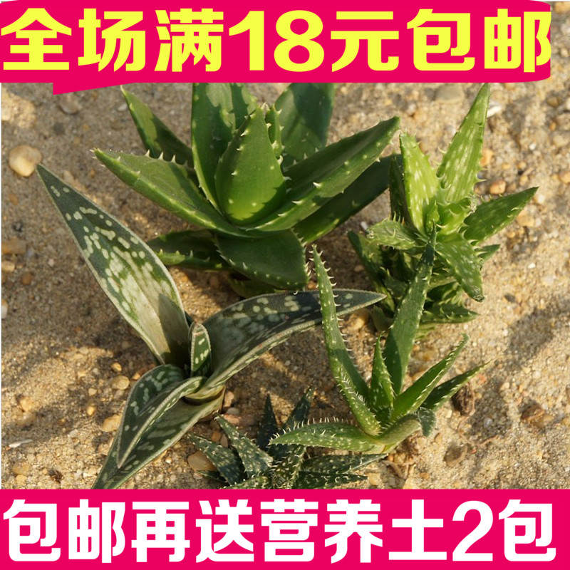 正品[芦荟酸奶]芦荟味酸奶评测 天友芦荟酸奶图